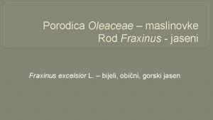 Porodica Oleaceae maslinovke Rod Fraxinus jaseni Fraxinus excelsior