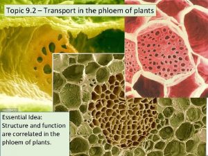 Topic 9 2 Transport in the phloem of