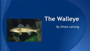 The Walleye By Ethan Lansing Scientific Name and