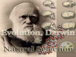 1 Charles Darwin 1809 1882 Sailed around the