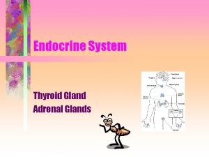 Endocrine System Thyroid Gland Adrenal Glands Functions of