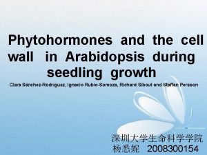 Phytohormones and the cell wall in Arabidopsis during