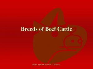 Breeds of Beef Cattle 2001 Agri Teach com