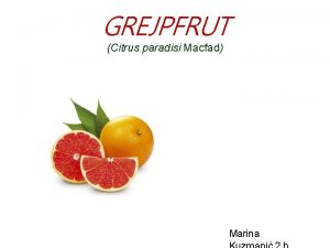 GREJPFRUT Citrus paradisi Macfad Marina tropska biljka iz