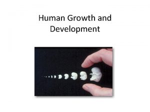 Human Growth and Development Zygote When a sperm