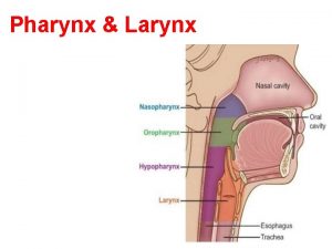 Pharynx Larynx Pharynx Subdivisions and borders Pharyngeal muscles