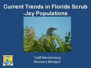 Current Trends in Florida Scrub Jay Populations Todd