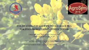 CULTIVATING FORAGE RAPE WITH FORAGE PEA FOR FEED