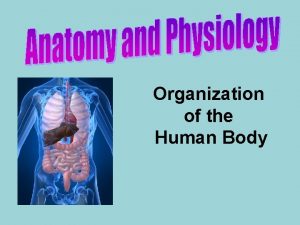 Organization of the Human Body Chapter 1 Organization