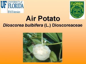 Air Potato Dioscorea bulbifera L Dioscoreaceae Biology Herbaceous
