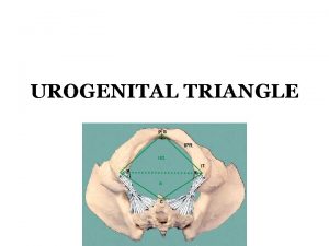 UROGENITAL TRIANGLE Urogenital triangle The urogenital triangle makes