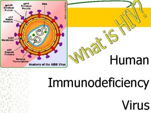 Human Immunodeficiency Virus Acquired Immunodeficiency Syndrome HIVAIDS by