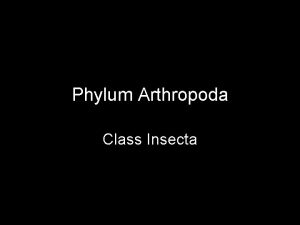 Phylum Arthropoda Class Insecta Class Insecta Characteristics Approximately