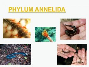 PHYLUM ANNELIDA ANNELIDA segmented worms often hermaphroditic True