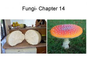 Fungi Chapter 14 Fungi Eukaryotic Unicellular and multicellular