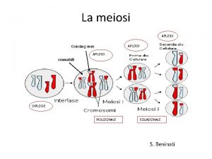 La meiosi APLOIDI Crossingover APLOIDI cromatidi DIPLOIDE RIDUZIONALE