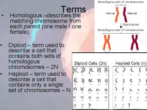 Terms Homologous describes the matching chromosome from each