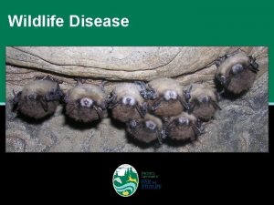 Wildlife Disease What is Wildlife Disease Disease is