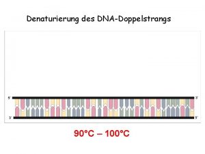 Denaturierung des DNADoppelstrangs 90C 100C Denaturierung des DNADoppelstrangs