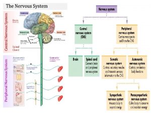 The Nervous System A Central Nervous System CNS