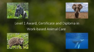 Level 1 Award Certificate and Diploma in Workbased