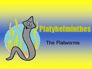 Platyhelminthes The Flatworms Defining Characteristics Acoelomate Bilateral Symmetry