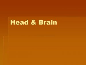 Head Brain Head 2 Anatomical Groups Face eyes