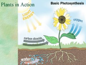 Plants in Action PHOTOSYNTHESIS Autotrophic Process Plants and