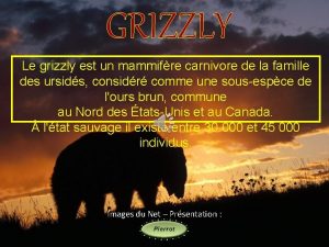 GRIZZLY Le grizzly est un mammifre carnivore de