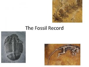 The Fossil Record Fossils Preserved remains or traces