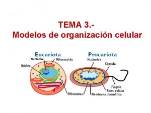 TEMA 3 Modelos de organizacin celular 1 MODELOS