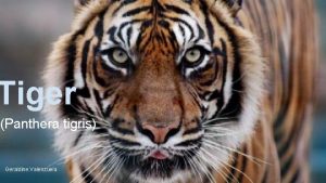 Tiger Panthera tigris Geraldine Valenzuela Adaptations 1 The