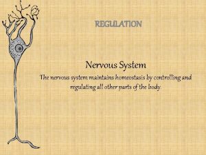 REGULATION Nervous System The nervous system maintains homeostasis