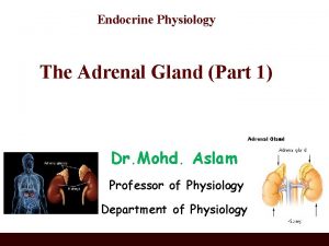 Endocrine Physiology The Adrenal Gland Part 1 Dr