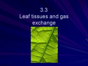 3 3 Leaf tissues and gas exchange Leaf