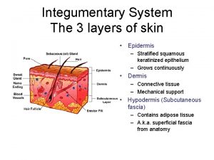 Integumentary System The 3 layers of skin Epidermis