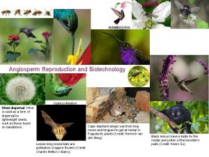 Angiosperm Reproduction and Biotechnology lizard pollination Wind dispersal