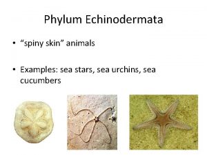 Phylum Echinodermata spiny skin animals Examples sea stars