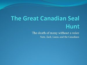 The Great Canadian Seal Hunt The death of