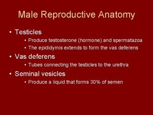 Male Reproductive Anatomy Testicles Produce testosterone hormone and