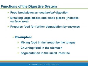 Functions of the Digestive System Food breakdown as