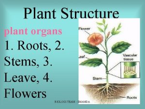 Plant Structure plant organs 1 Roots 2 Stems