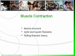 Muscle Contraction http www classjump comvvicimcknight Muscle structure