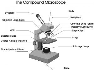 Eyepiece Body Nosepiece Objective Lens high Objective Lens