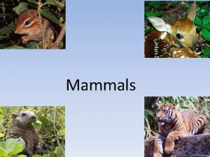 Mammals Characteristics of Mammals There about 4000 kinds