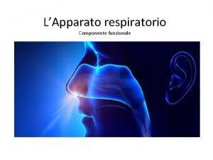 LApparato respiratorio Componente funzionale Funzione dellapparato respiratorio Lapparato