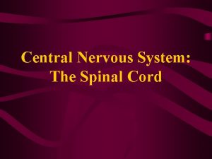 Central Nervous System The Spinal Cord Spinal Cord