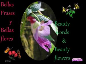 Bellas Frases y Bellas flores 272012 Beauty words