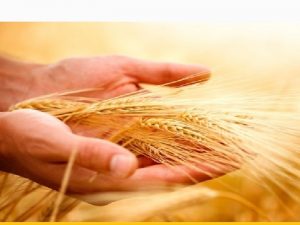 Ancient Einkorn Hybrid Grains GMOs and Chemicals Ancient