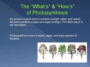 The Whats Hows of Photosynthesis the process a